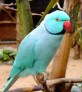 8410b-blueindianringneck
