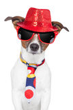 crazy-silly-funny-dog-hat-glasses-tie-27515651