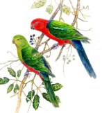 fiona-lumsden-king-parrots