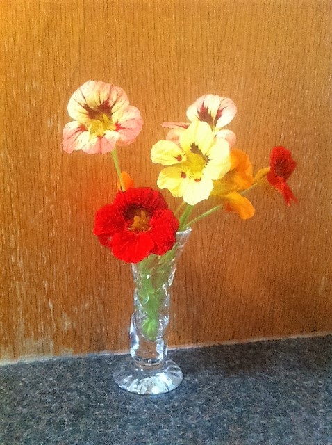 nasturtium-hybrid-colour