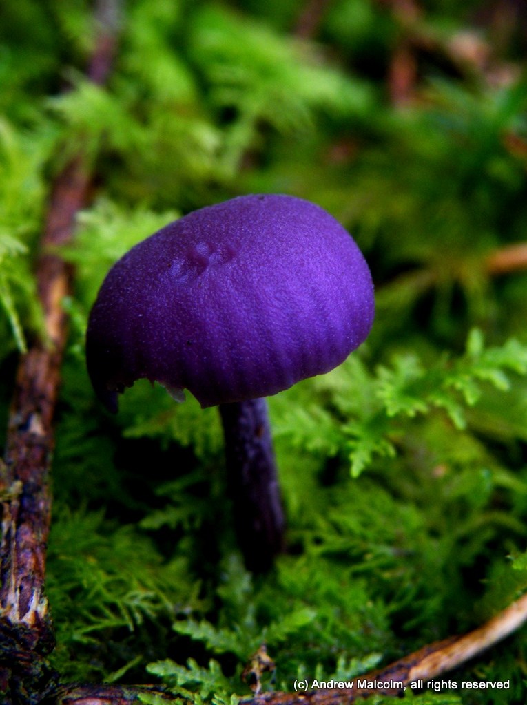 amethyst-deceiver
