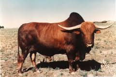 afrikaner-ox