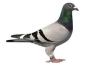racing pigeon