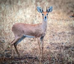 duiker