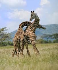 giraffe duel