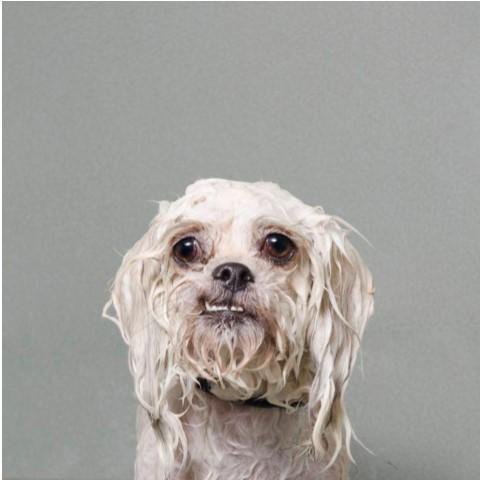wet dog