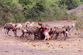 wild dog frenzy