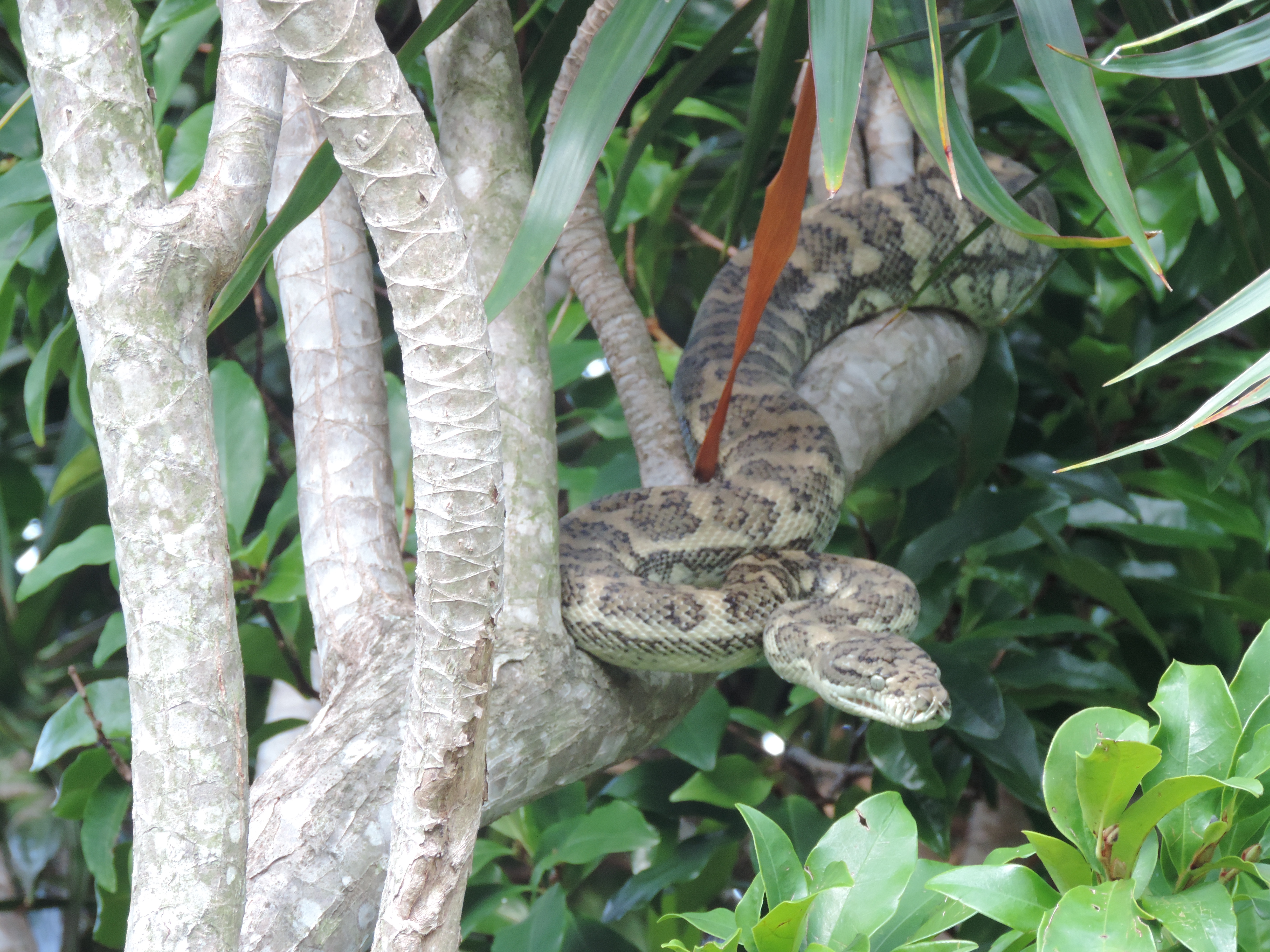 31.1.18 Our python 001