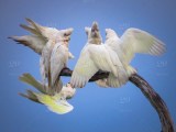 corella cacophony