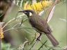 Lewins honeyeater