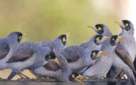 noisy miners