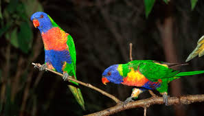 rainbow lorikeets