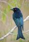 spangled drongo