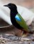 rainbow pitta