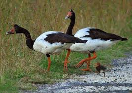 magpie goose