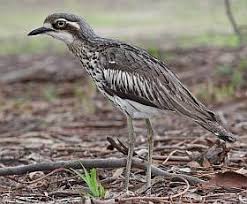 stone curlew
