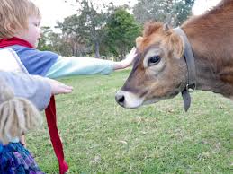 Patting a cow for the first&nbsp;time