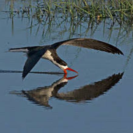 african skimmer
